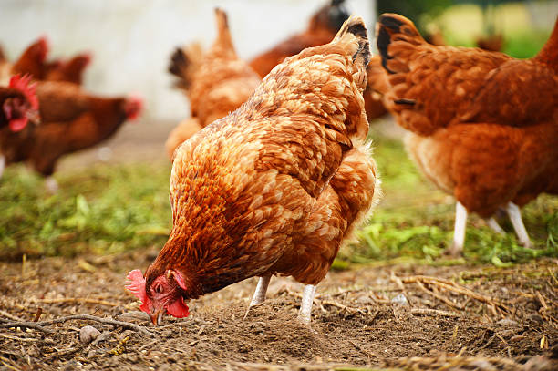 istock Traditional free range poultry farming 465057085