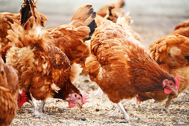 istock Chickens on traditional free range poultry farm 465057101