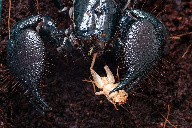 scorpion stock photo