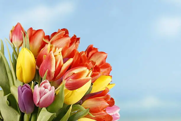 Floralbouquet of colourful tulips for easter celebration
