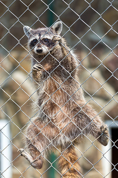 istock Raccoon in zoo 465057321