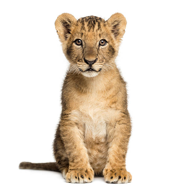 istock Lion cub sitting, looking at the camera, 10 weeks old 465057495