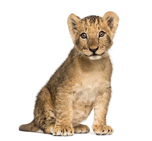 istock Lion cub sitting old, looking at the camera, 10 weeks 465057497