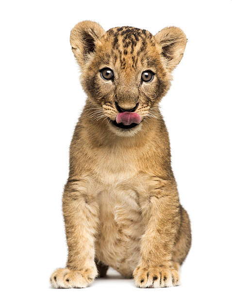 istock Lion cub sitting, licking, 7 weeks old, isolated on white 465057499