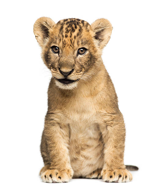 istock Lion cub sitting, 7 weeks old, isolated on white 465057501