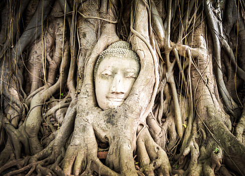 Buddha statue in the roots of tree at Ayutthaya, Thailand