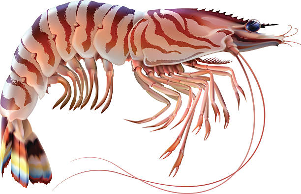 Tiger prawn Tiger prawn. Editable vector illustration isolated on white background black tiger shrimp stock illustrations