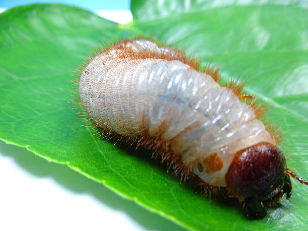istock coconut rhinoceros beetle larva 465060206