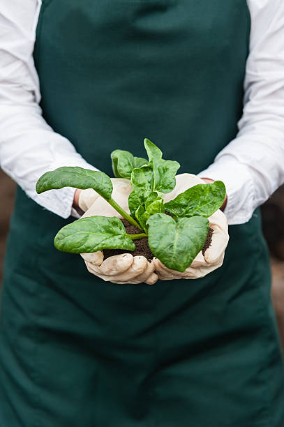 técnico mujer en traje - tomato genetic modification biotechnology green fotografías e imágenes de stock