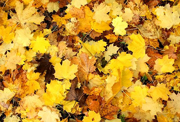 istock Yellow Fall Sycamore Leaves 465062099