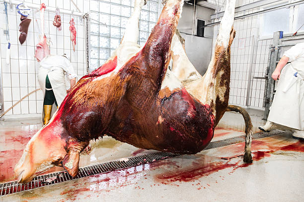 Butcher in a slaughterhouse Working in meat factory. The cow is hanging in the slaughterhouse slaughterhouse photos stock pictures, royalty-free photos & images