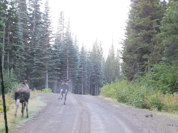 istock Male and Female Moose galloping 465065360