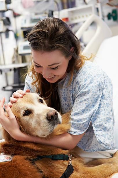 istock A therapy dog visiting a smiling patient in hospital 465065377
