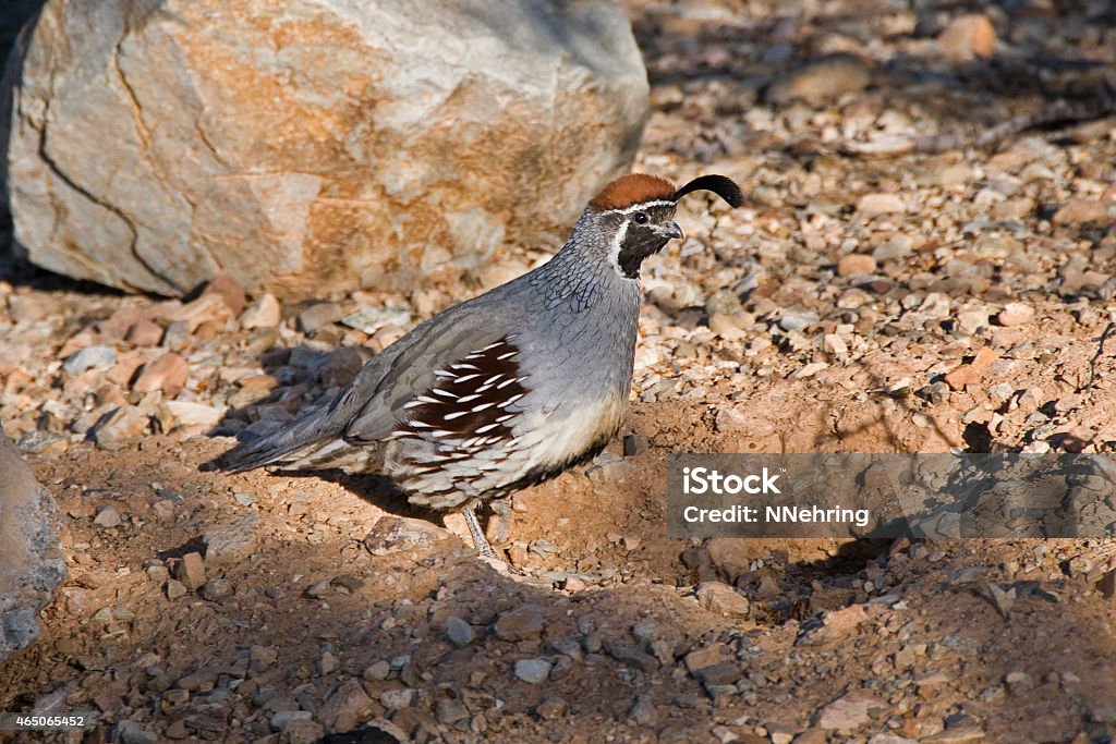 Gambel's quail  Callipepla gambelii Male Gambel's quail, Callipepla gambelii, next to an indentation in the dirt used for a dust bath. Tuson, Arizona, USA. 2015 Stock Photo