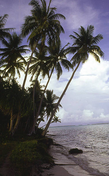 istock Silhouette Coconut Trees and Cumulus Clouds Pacific Ocean Marshall Islands 465065726