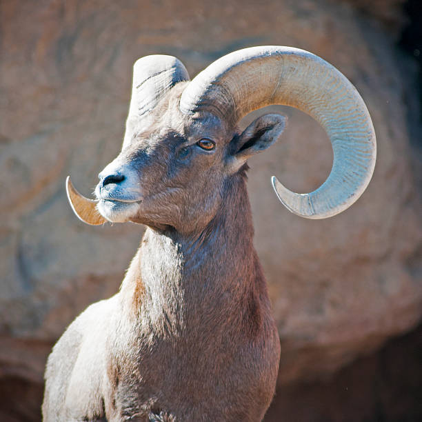 istock bighorn sheep ram  Ovis canadensis 465066152