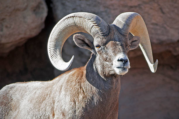 istock bighorn sheep ram  Ovis canadensis 465066158