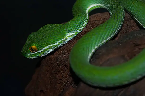 Photo of Green Viper Snake