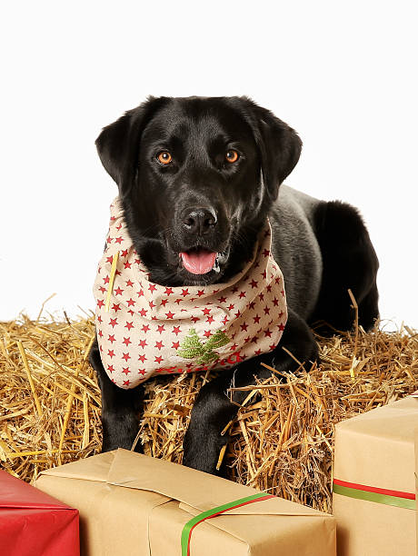 istock Close-up of labrador 465067699