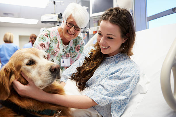 Therapy Dog Visiting Young Female Patient In Hospital Therapy Dog Visiting Young Female Patient And Grandmother In Hospital dog disruptagingcollection stock pictures, royalty-free photos & images