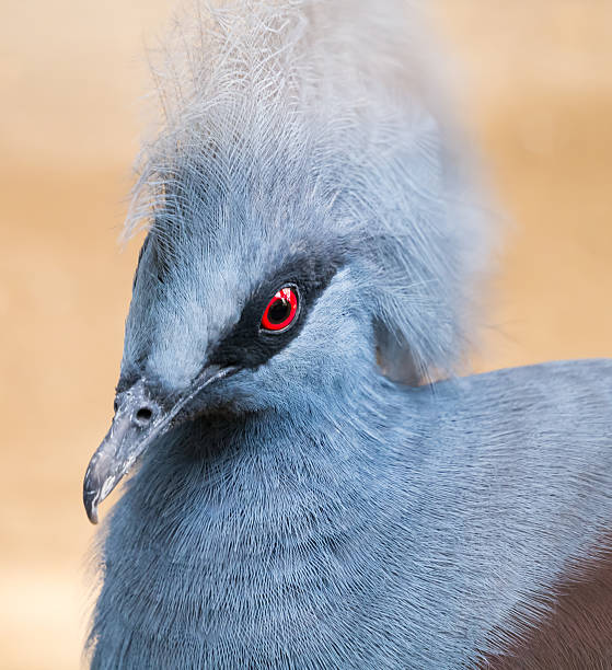 istock Victoria crowned pigeon 465068063