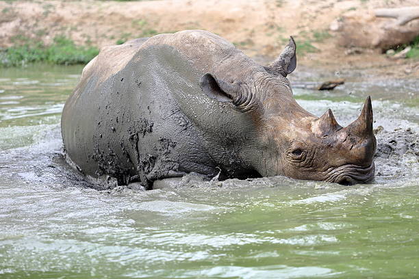 istock rhino in the muddy water 465068750