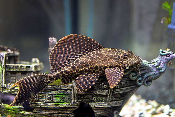 ancistrus dolichopterus ancistrus dolichopterus laying on the ship decoration in aquarium pleco stock pictures, royalty-free photos & images