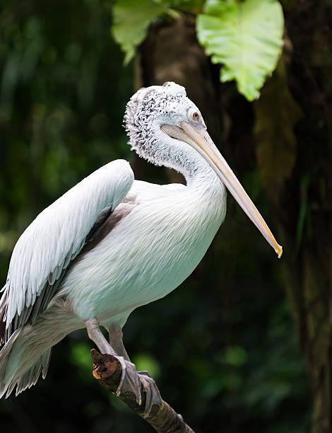 picopinto pelican - clipped wings fotografías e imágenes de stock