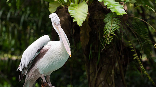 picopinto pelican - clipped wings fotografías e imágenes de stock