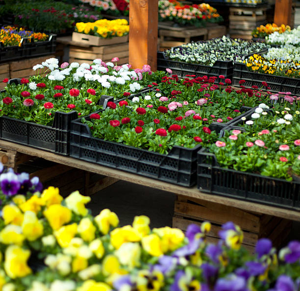 istock Pansy flowers and daisy  in big plastic box 465069338