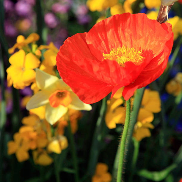 istock red poppy and yellow daffodils 465070182