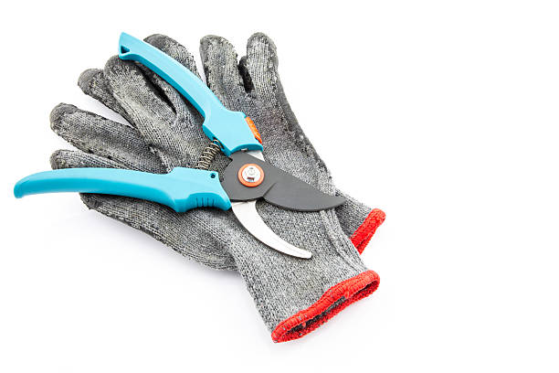 istock Pruning shears and worn gardening gloves 465070267