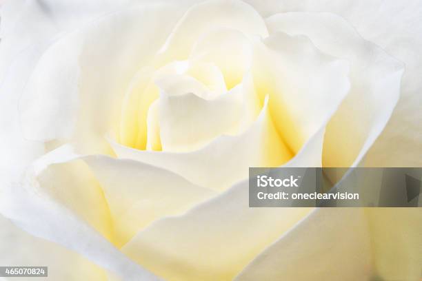 Rose Primer Plano Foto de stock y más banco de imágenes de Rosa - Flor - Rosa - Flor, Blanco - Color, Beige
