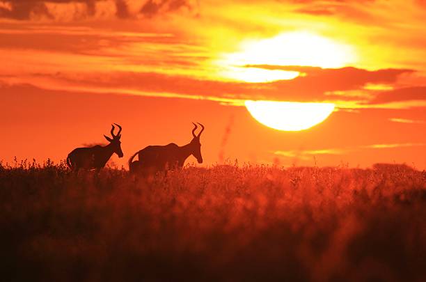 istock Red Hartebeest Antelope - African Sunset Gold 465071256