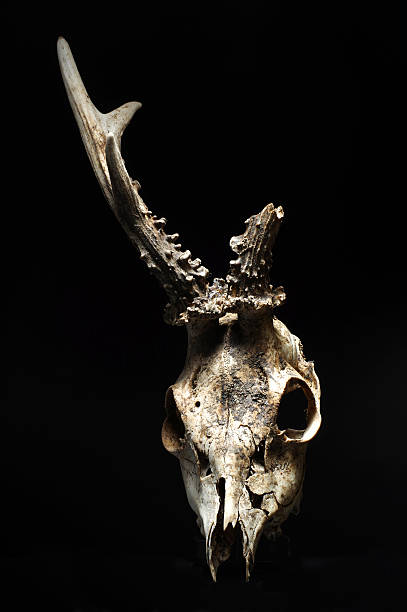 roe 스컬 동물 테마 - antler stag deer animal skull 뉴스 사진 이미지