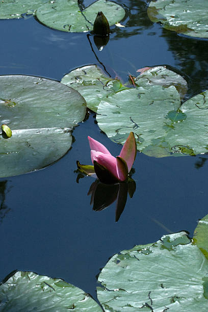 istock Pink waterlily lily pads pond 465072390