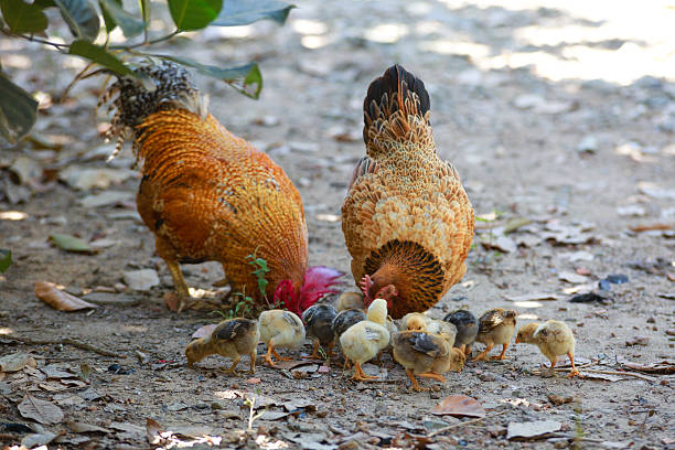 istock Roosters, hens and chicks 465074172