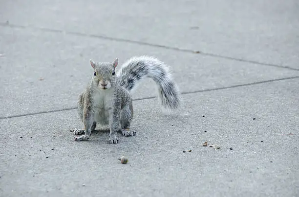 Photo of Grey squirrel sits on concrete with an acorn