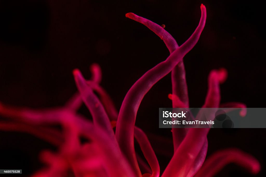 Sea Anemone - Heteractis sp 2015 Stock Photo