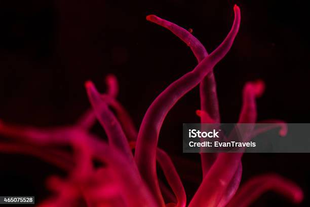 Sea Anemone Heteractis Sp Stock Photo - Download Image Now - 2015, Animal Wildlife, Fluorescent Light