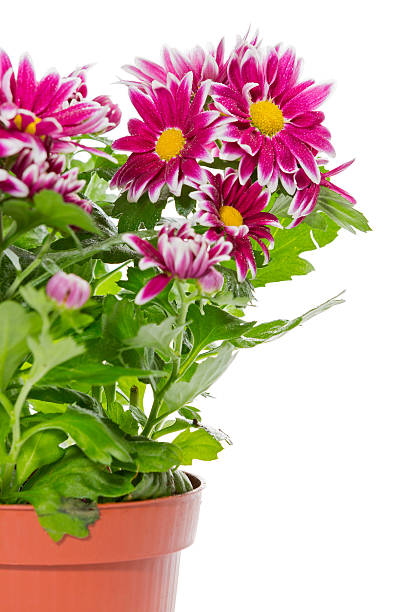 istock Bouquet of red  chrysanthemum 465075996