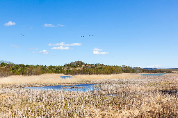 istock Lake with reeds 465076221