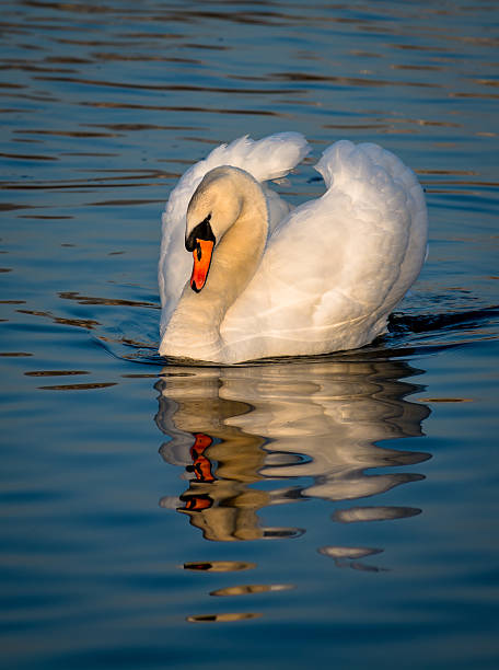 istock Impressive Male Swan On Sunlit Lake 465076484