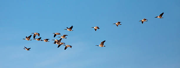 istock Panorama flock of geese. 465076507