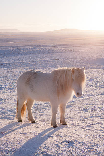 caballo islandés en invierno - horse iceland winter snow fotografías e imágenes de stock