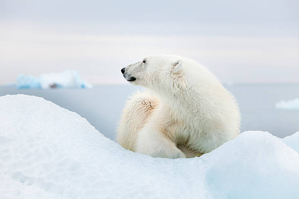 oso polar en svalbard - svalbard islands fotografías e imágenes de stock