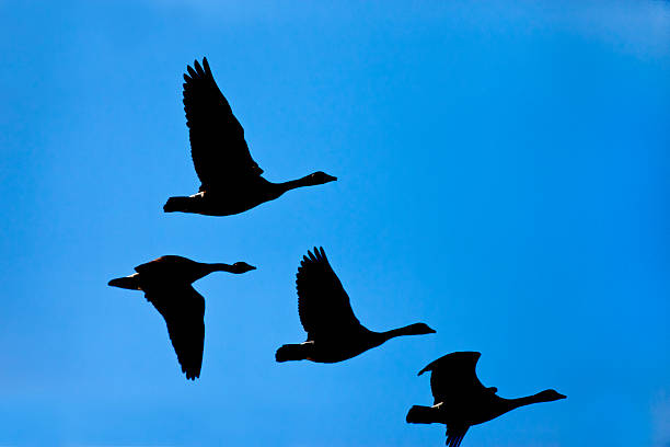 istock Silhouette of geese in sky. 465077045