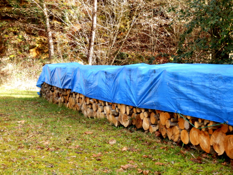 Log pile in the woods covered with blue tarp