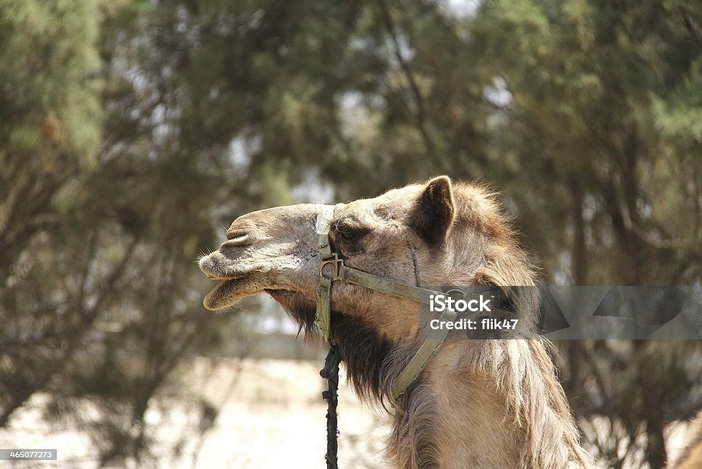 Portret z wielbłąda - Zbiór zdjęć royalty-free (Arabia)