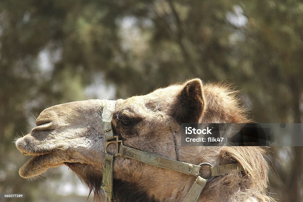 portrait d'un chameau - Photo de Animaux en captivité libre de droits